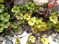 Azorella hydrocotyloides