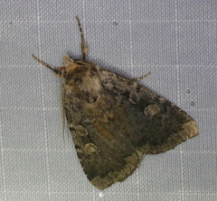 Noctuina