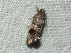 Oxytropha ametalla