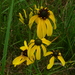 Mohr's Coneflower - Photo (c) Eleanor, some rights reserved (CC BY-NC)