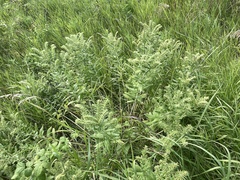 Lithospermum occidentale