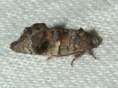 Oxytropha ametalla