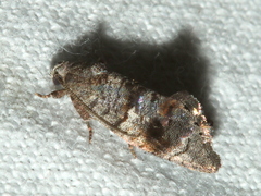 Oxytropha ametalla