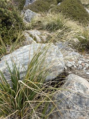 Chionochloa