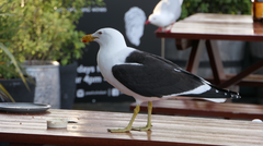 Larus dominicanus