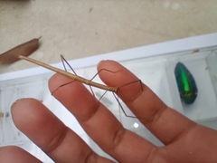Trachythorax