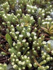 Kelleria dieffenbachii