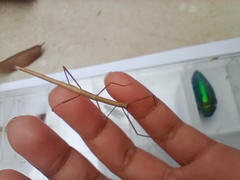 Trachythorax