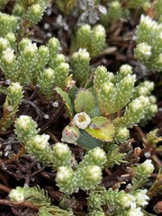 Kelleria dieffenbachii