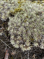 Celmisia sessiliflora