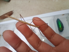 Trachythorax