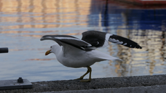 Larus dominicanus