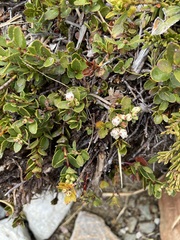 Gaultheria crassa