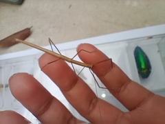 Trachythorax