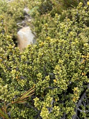 Coprosma fowerakeri