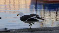 Larus dominicanus
