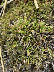 Oreobolus pectinatus