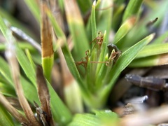 Oreobolus pectinatus