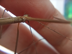 Trachythorax