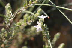 Pityrodia hemigenioides