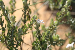 Pityrodia hemigenioides