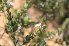 Pityrodia hemigenioides