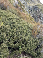 Podocarpus nivalis
