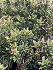 Podocarpus nivalis