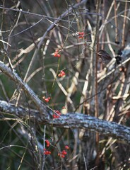 Smilax walteri