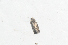 Paralobesia
