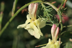 Lechenaultia linarioides