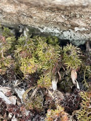 Hymenophyllum multifidum