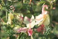 Lechenaultia linarioides