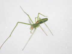 Tetragnatha viridis