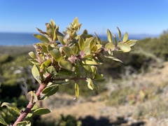 Arctostaphylos morroensis