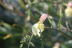Lechenaultia linarioides