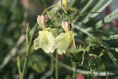 Lechenaultia linarioides