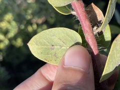Arctostaphylos morroensis