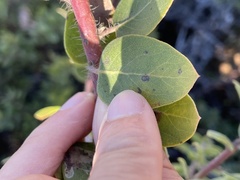 Arctostaphylos morroensis