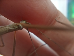 Trachythorax