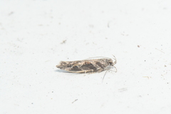 Aristotelia fungivorella