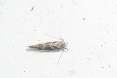 Aristotelia fungivorella