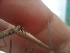 Trachythorax