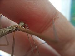 Trachythorax