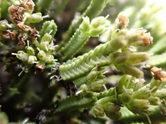 Veronica tetrasticha