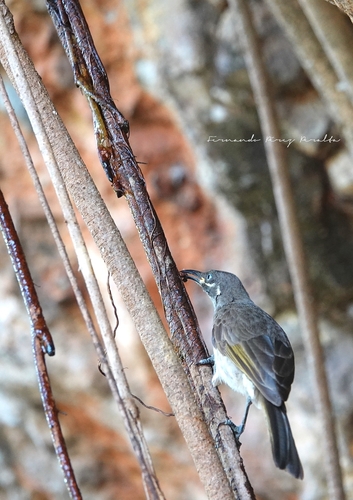 White-lined Honeyeater (Meliphaga albilineata), photo 5