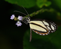 Moschoneura pinthous