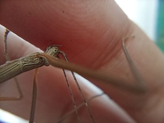 Trachythorax
