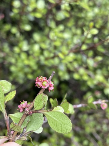 Aristotelia fruticosa (Aristotelia fruticosa)