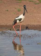 Ephippiorhynchus asiaticus